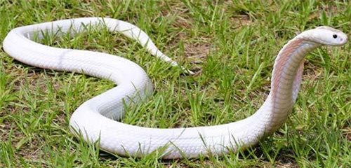 Rắn hổ trắng muốt kịch độc quý vô cùng, giá hàng trăm triệu đồng