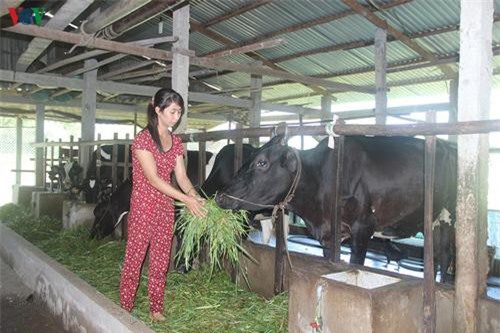 Sóc Trăng: Nông dân thoát nghèo nhờ mô hình chăn nuôi bò sữa