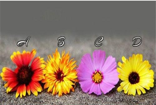 Trắc nghiệm: Đọc vị khái quát con người bạn qua bông hoa ưa thích