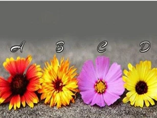 Trắc nghiệm: Đọc vị khái quát con người bạn qua bông hoa ưa thích
