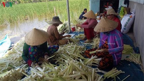 Trồng bồn bồn, hướng vươn lên thoát nghèo vùng U Minh hạ