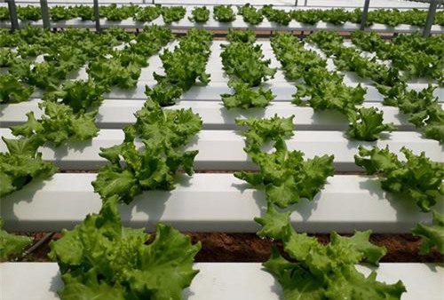 Trồng rau thủy canh trong nhà lưới, nông dân Quảng Nam bội thu