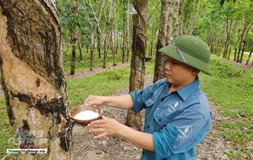 Xuất khẩu mủ cao su chính ngạch: Cần những hợp đồng dài hạn