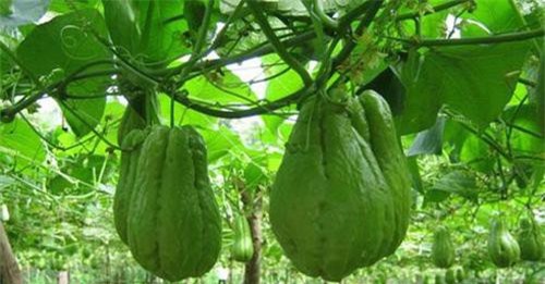 7 công dụng tuyệt vời của su su