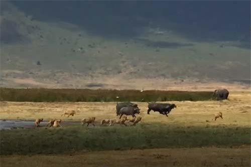 CLIP: Đàn sư tử 'bất lực' trước trâu rừng