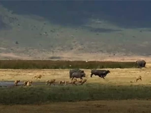 CLIP: Đàn sư tử 'bất lực' trước trâu rừng