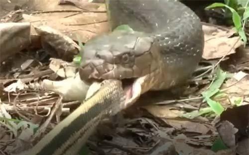 CLIP: Hổ mang chúa khổng lồ nuốt sống sọc dưa