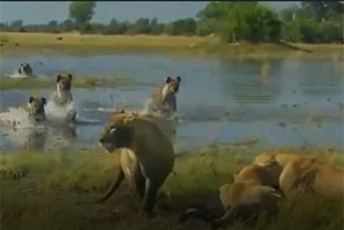 CLIP: Sư tử 'bỏ của chạy lấy người' khi chạm mặt linh cẩu