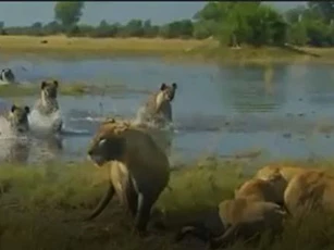 CLIP: Sư tử 'bỏ của chạy lấy người' khi chạm mặt linh cẩu