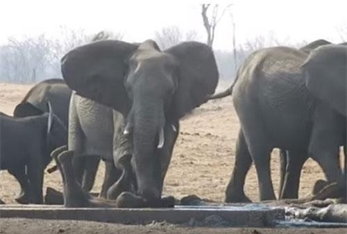 CLIP: Voi mẹ giải cứu thành công cho voi con đang bất lực trong máng bê tông