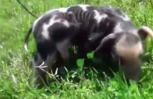 CLIP: Xuất hiện 'quái vật' heo 6 chân