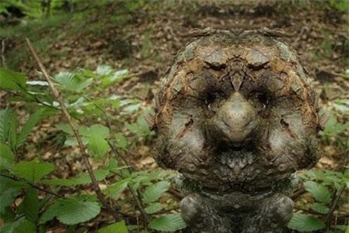 Chết khiếp trước những 'gương mặt' của các quái cây đáng sợ