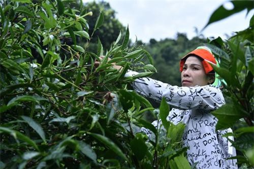 Hà Giang: Trồng chè hữu cơ, chị Lý Thị Dầu cùng gia đình thoát nghèo thành công