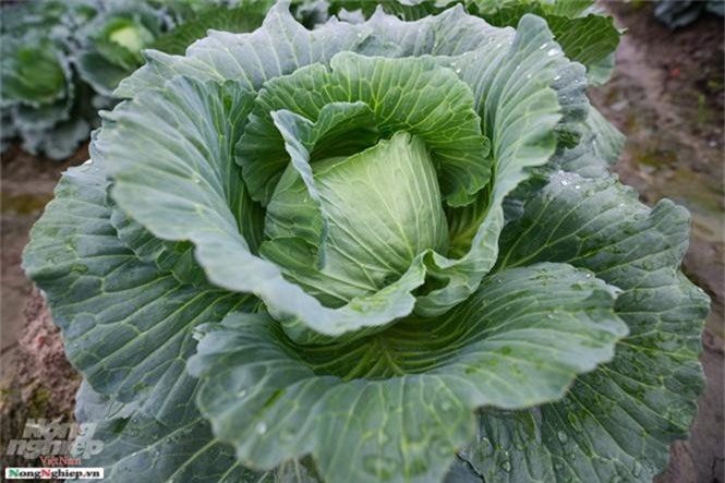 Hải Dương: Mô hình liên kết sản xuất cây vụ đông giúp nông dân làm giàu