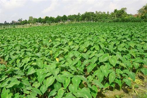 Hải Dương: Trồng khoai lấy ngó thu tiền triệu mỗi ngày