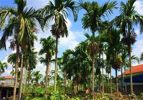 Hải Phòng: Duy nhất Việt Nam, ngôi làng trồng 1 loại quả bán sang Trung Quốc thu 1.000 tỷ