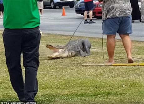 Hãi hùng trước cảnh vây bắt cá sấu khổng lồ lạc vào trường học