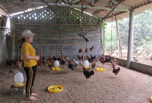 Hòa Bình: Gà ri Lạc Sơn thơm ngon, vững giá