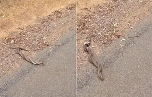 Kinh hoàng rắn độc hỗn chiến giành quyền giao phối