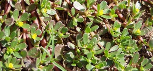 Lợi ích sức khỏe kỳ diệu từ rau sam