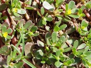 Lợi ích sức khỏe kỳ diệu từ rau sam
