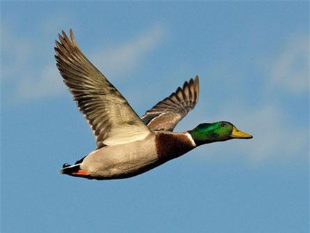 Những bất ngờ cực thú vị về loài vịt cổ xanh