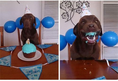 Những chú chó đáng yêu có thể 'đánh cắp trái tim' bạn trong giây lát