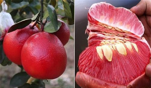 Những đặc sản tiến vua thời xưa, dân dã không ngờ nhưng ít người biết đến