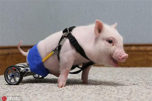 Những động vật 'tàn nhưng không phế' khiến con người ngưỡng mộ