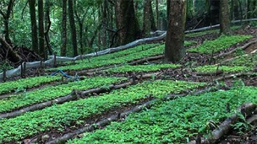 Quảng Nam: Gần 20 tỷ đồng bảo tồn, kiểm định Sâm Ngọc Linh