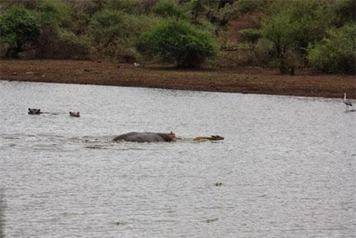 Số phận chết chóc bi thảm của linh dương được hà mã cứu