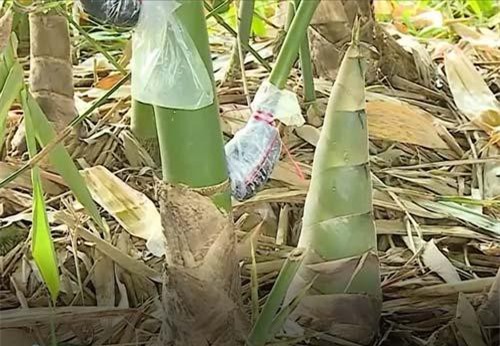 Vĩnh Long: Làm giàu từ mô hình đa canh tổng hợp