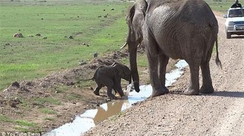 Voi con nhút nhát sợ chết khiếp khi bước qua rãnh nước