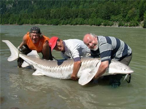 Bí ẩn về loài cá tầm tiến vua khổng lồ nặng cả tấn, sắp tuyệt chủng