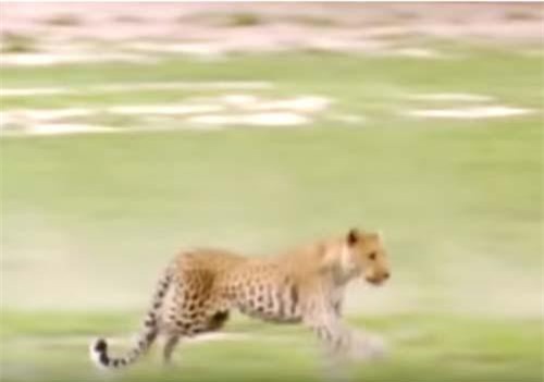 CLIP: Báo hoa mai rượt đuổi lợn rừng con và cái kết bất ngờ