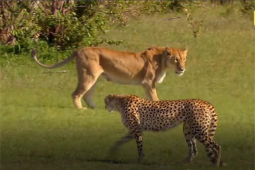 CLIP: Báo săn bất lực nhìn sư tử giết chết con non