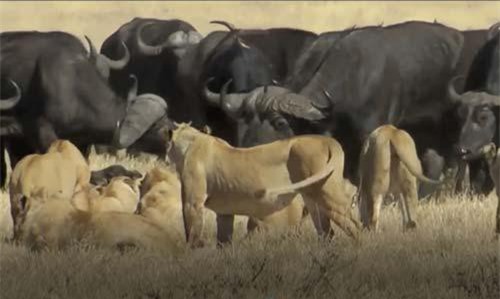 CLIP: Đàn trâu rừng đại chiến bầy sư tử bảo vệ con non và cái kết
