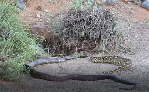 CLIP: Rắn hổ mang đại chiến rắn đuôi chuông khổng lồ