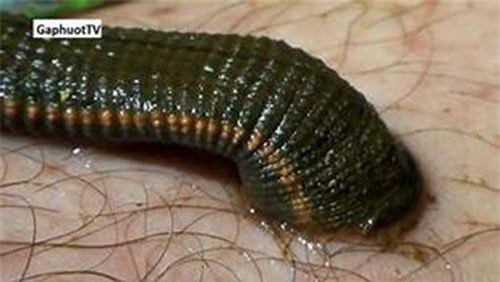 Clip: Kinh hãi trước những động vật hút máu bậc nhất Việt Nam