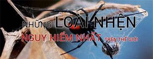 Clip: Những loài nhện độc nhất thế giới khiến con người kinh hãi