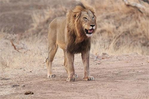 Cực hiếm: Sư tử đực đoạt mạng, 'chén thịt' luôn sư tử cái