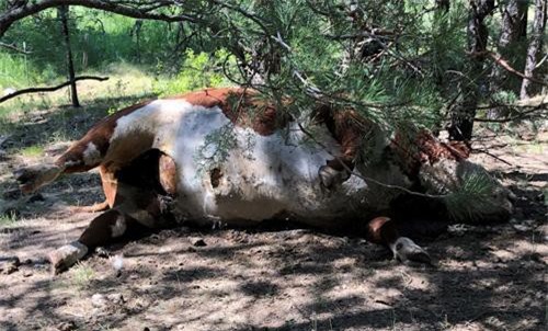 Đàn bò bị hút cạn máu bí ẩn, dân nghi do người ngoài hành tinh