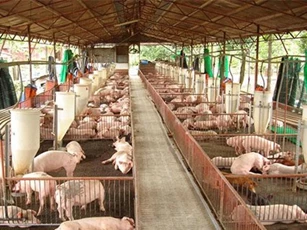 Dịch tả heo châu Phi bùng phát mạnh ở Khánh Hòa