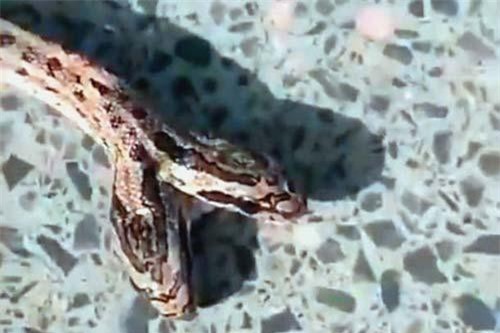 Hoảng hồn: Ra sân, phát hiện 'quái vật' rắn 2 đầu cực hiếm bò qua