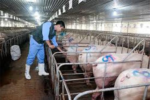 Năm 2020, chăn nuôi sẽ trở thành ngành sản xuất hàng hóa