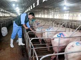 Năm 2020, chăn nuôi sẽ trở thành ngành sản xuất hàng hóa