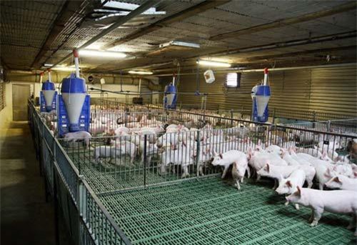 Năm 2020, ngành chăn nuôi sẽ trở thành ngành sản xuất hàng hóa