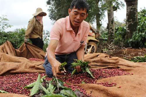 Nâng cao chất lượng, phát triển thương hiệu: Chìa khóa cho tăng trưởng xuất khẩu cà phê