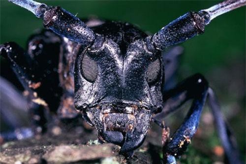 Những động vật nhỏ bé là kẻ xâm lấn cực kỳ hung dữ