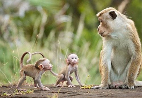 Những sự thật bất ngờ về động vật được khoa học giải thích